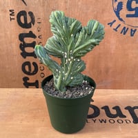 No.001　竜神木綴化 / Myrchillocactus　W18 x H23cm