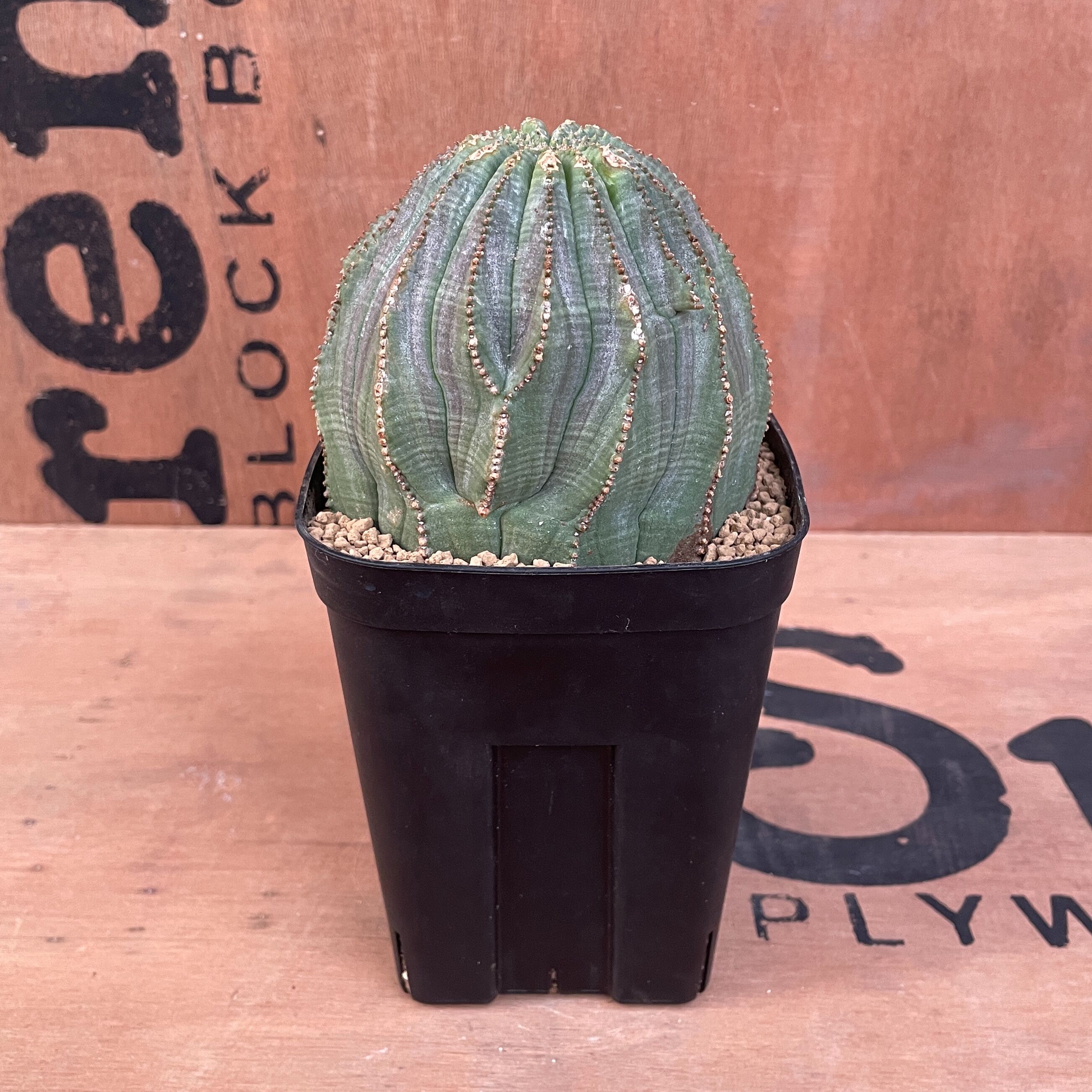 No.019 ユーフォルビア オベサ / Euphorbia Obesa 大株 13稜 Φ9