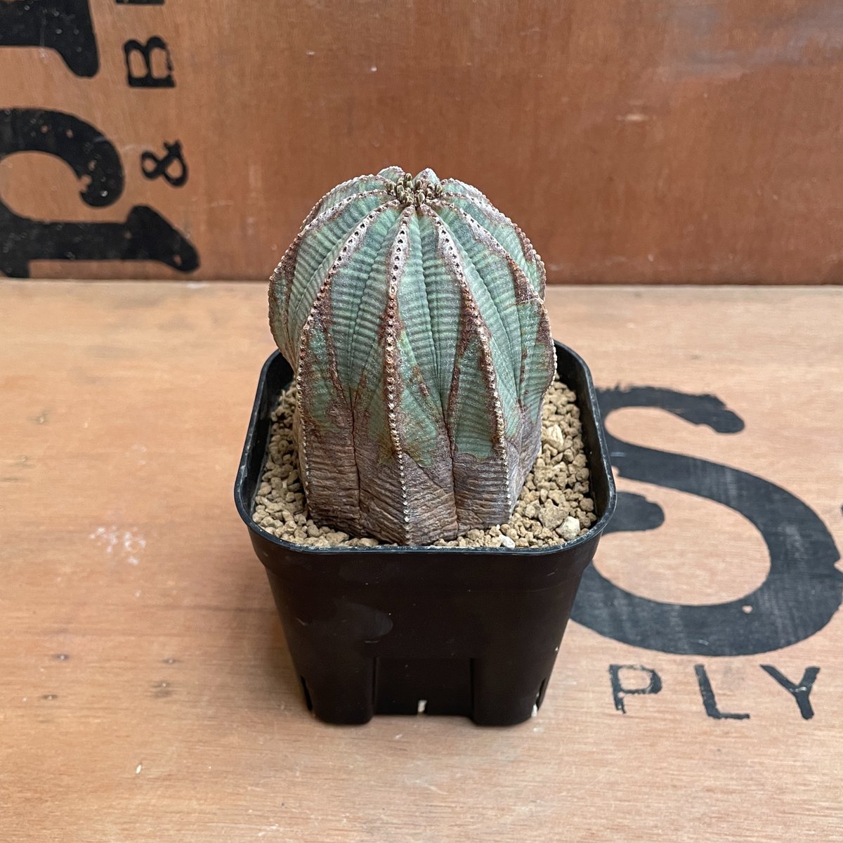ユーフォルビア　オベサ No.028 ユーフォルビア オベサ / Euphorbia Obesa 異形 Φ6.5 x