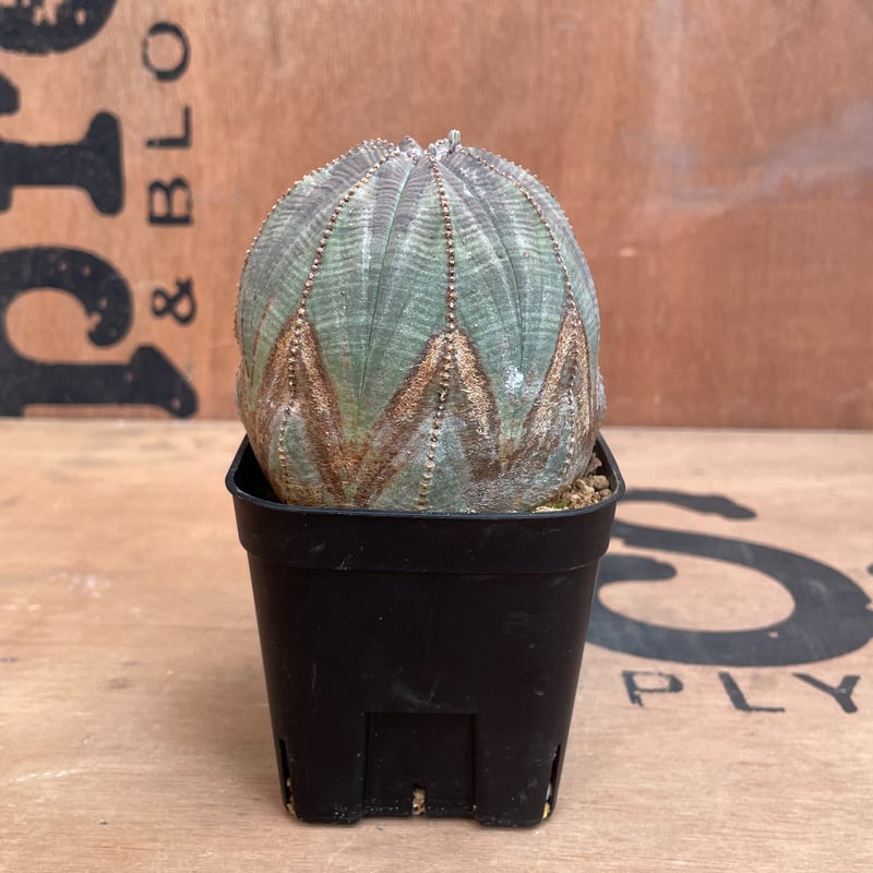 No.033 ユーフォルビア オベサ / Euphorbia Obesa Φ7.5 x H6