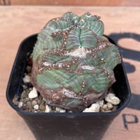 No.023 ユーフォルビア ホリダ / Euphorbia Horrida 木質化 群生