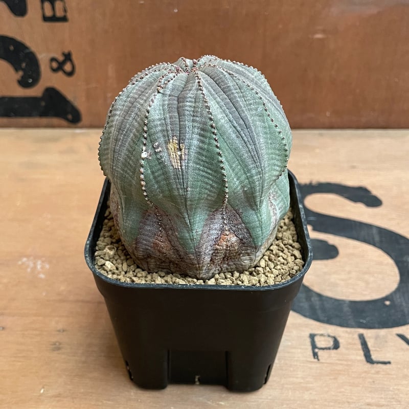 上品スタイル / オベサ ユーフォルビア No.030 Euphorbia H7 x Φ7.5 Obesa その他