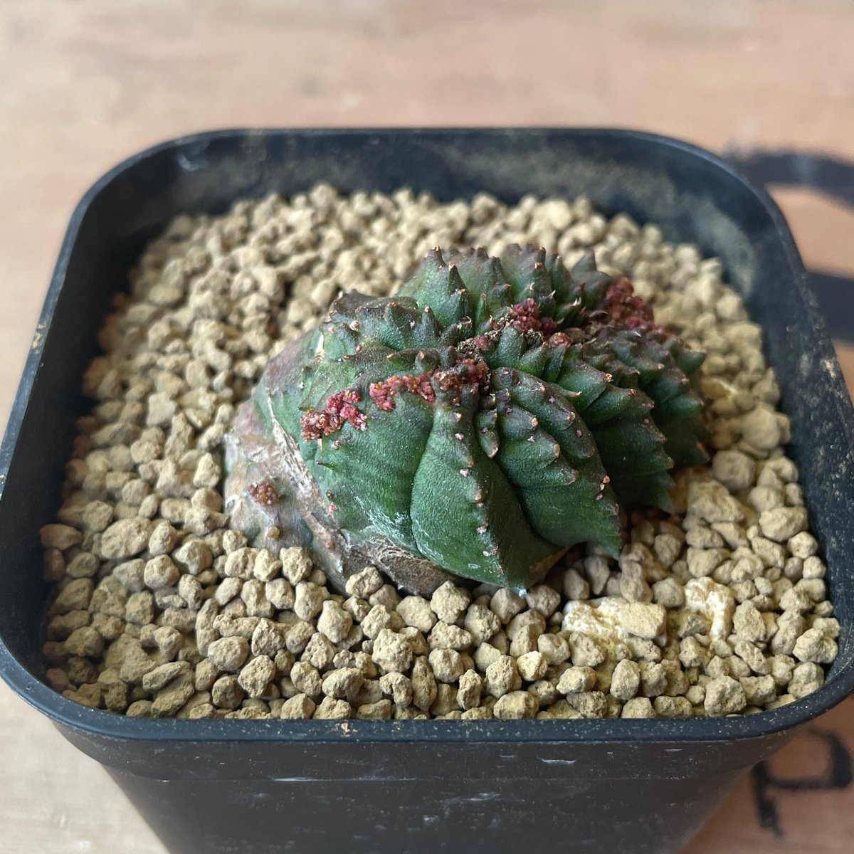 No.062 ユーフォルビア オベサ / Euphorbia Obesa モンスト 綴化 4.