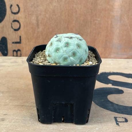 No.003 テフロカクタス ゲオメトリクス / Tephrocactus geometricus