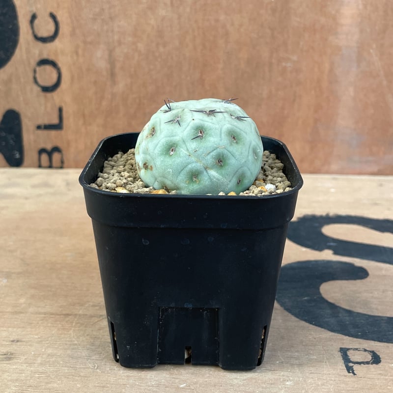 No.003 テフロカクタス ゲオメトリクス / Tephrocactus geometric
