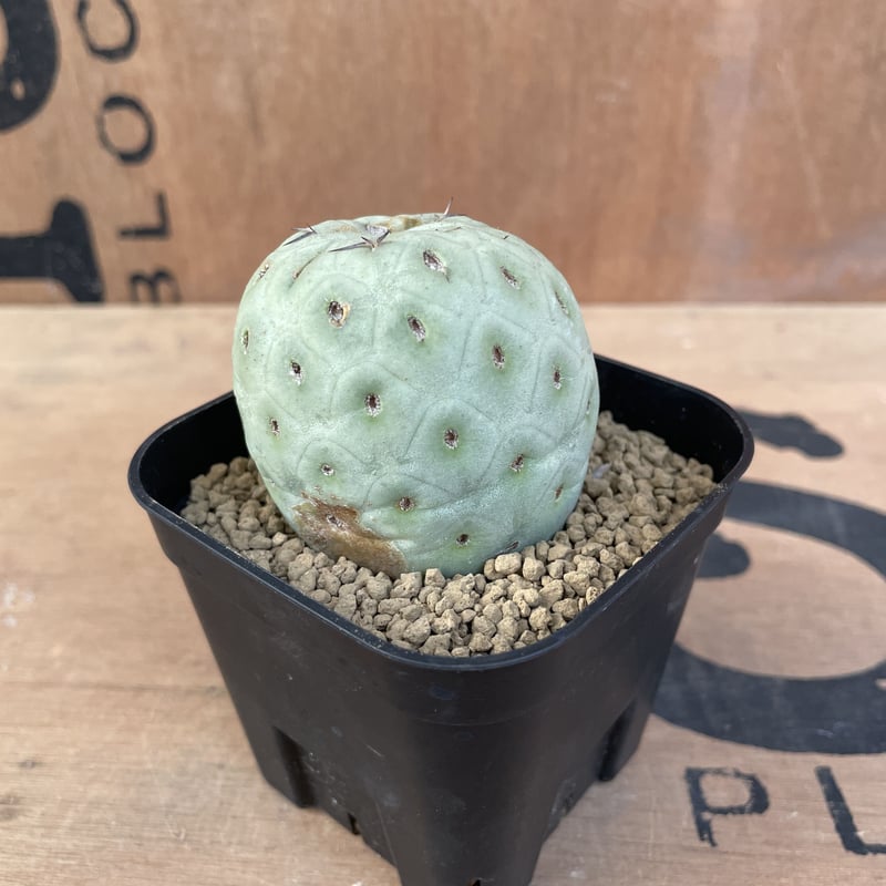 【特大19球】テフロカクタス ゲオメトリクス お待たせいたしました！テフロカクタス ゲオメトリクス 販売再開