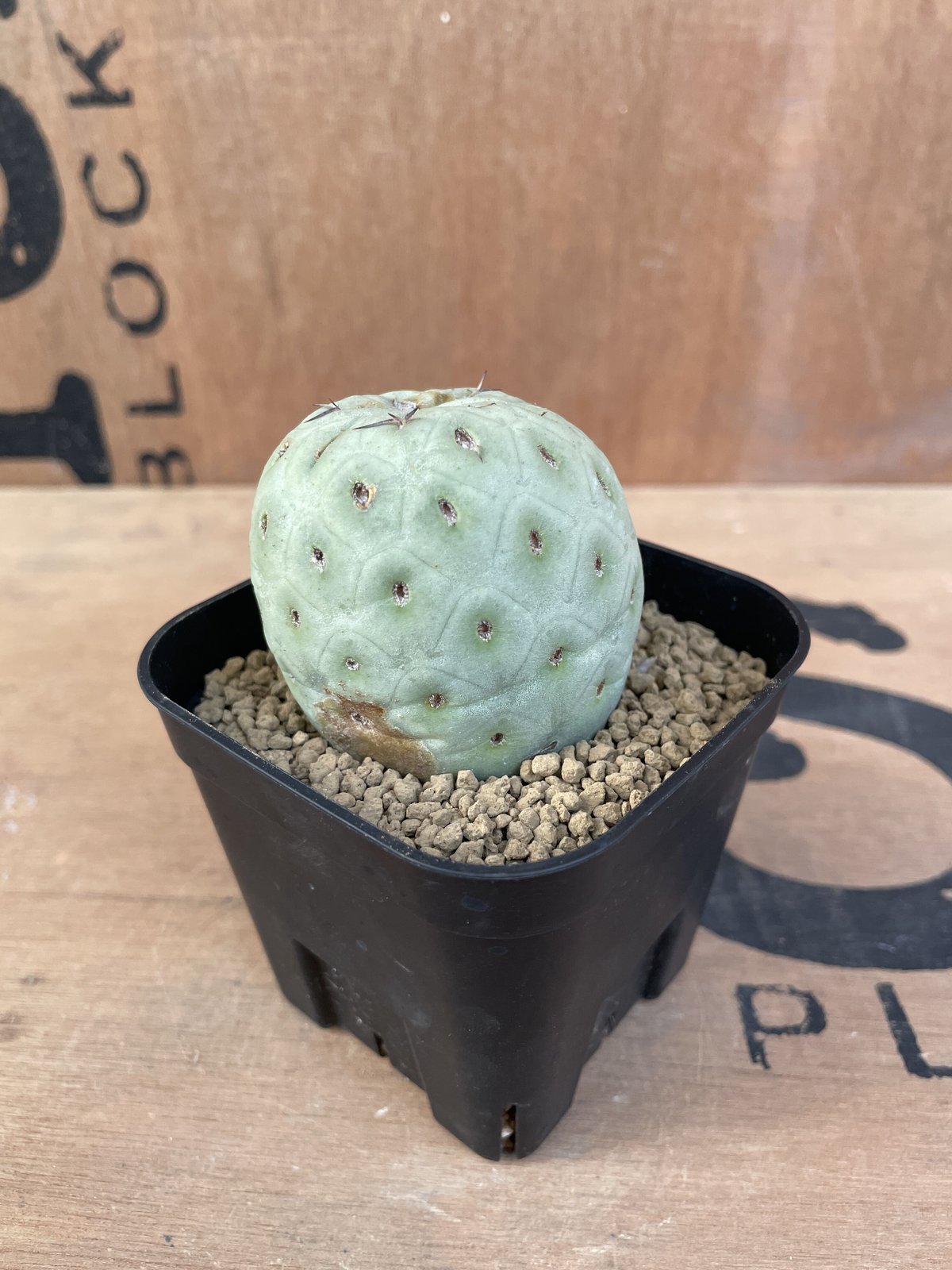 No.004 テフロカクタス ゲオメトリクス / Tephrocactus geometric