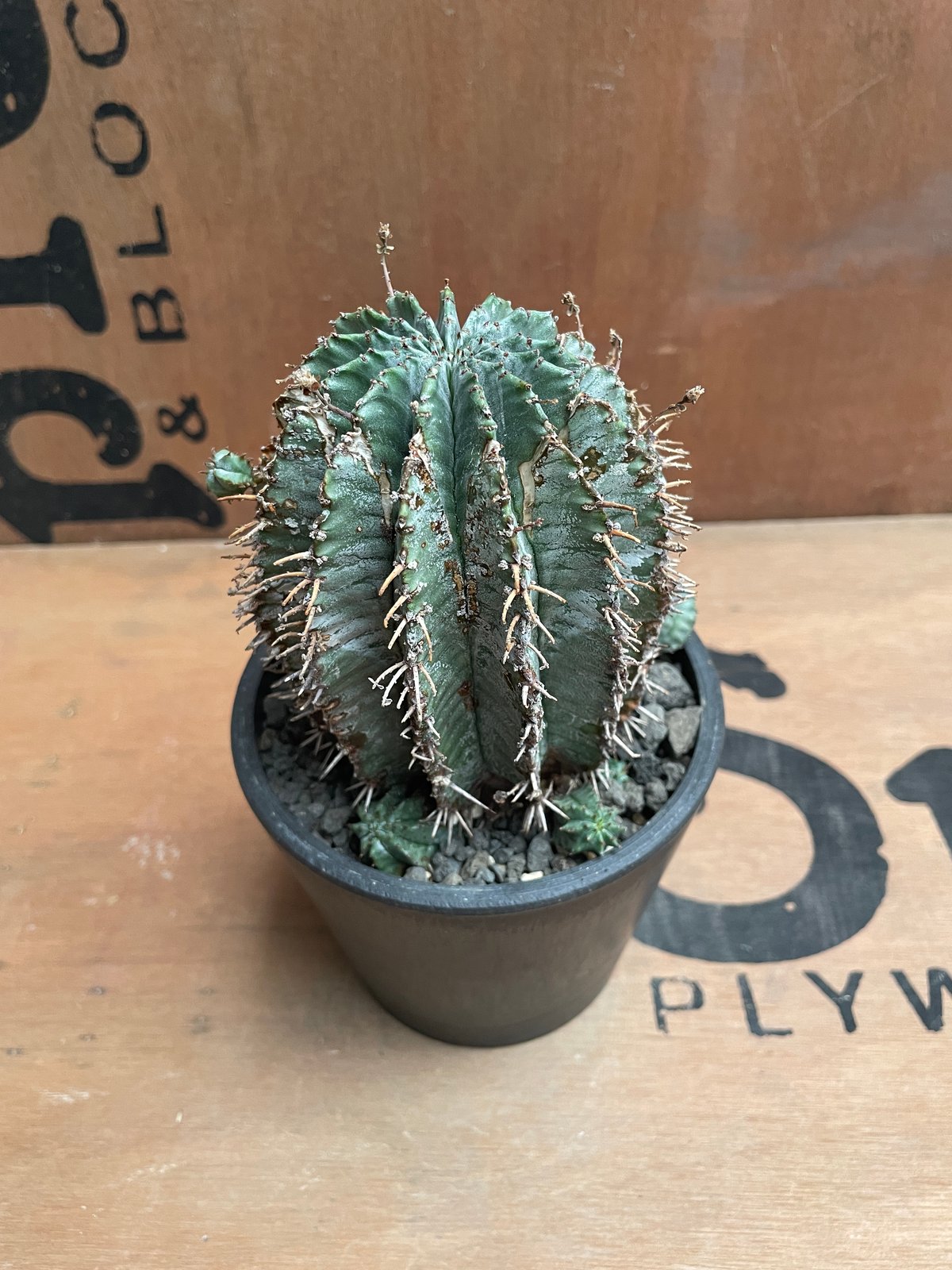 No.026 ユーフォルビア ホリダ / Euphorbia Horrida Φ9×H9.5