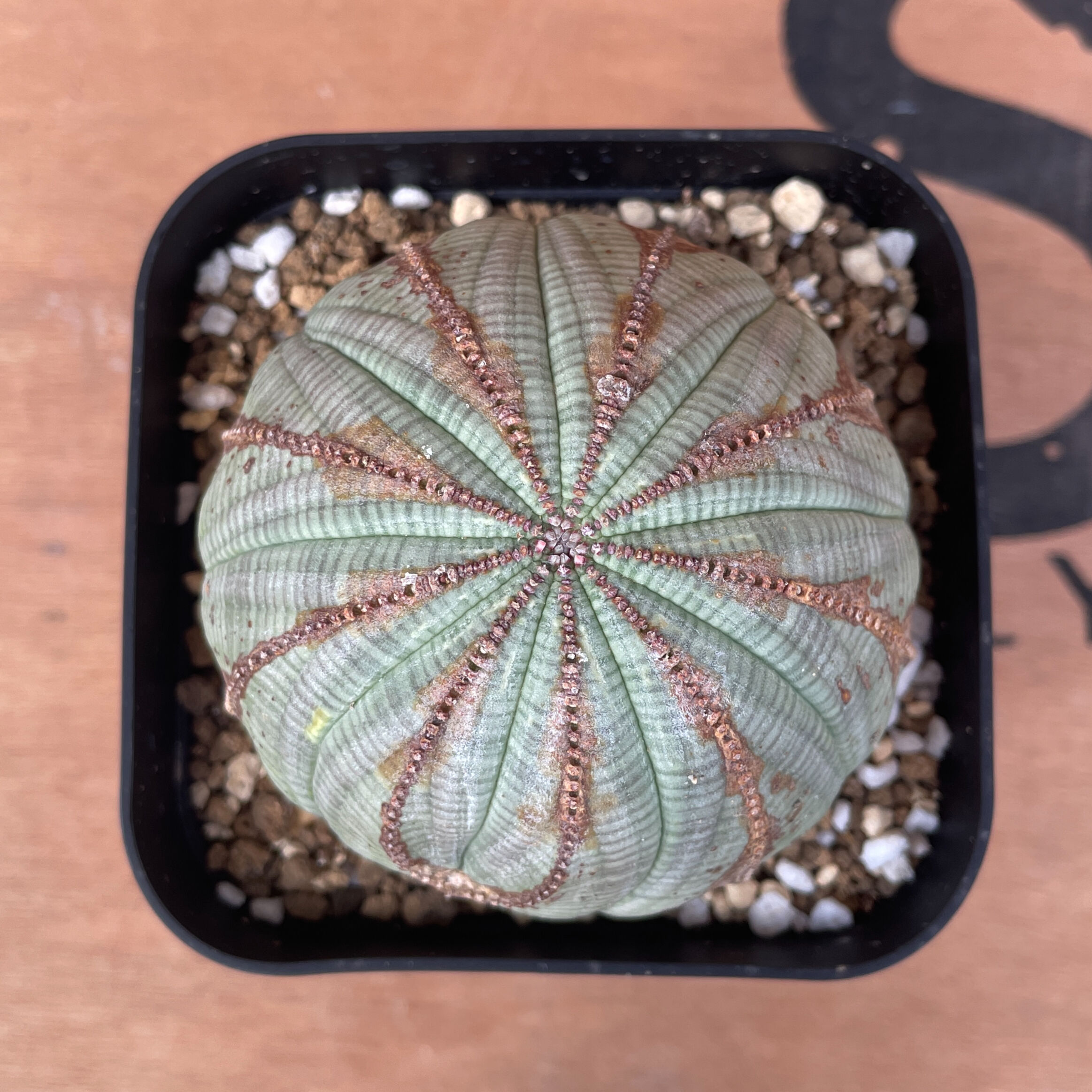 No.016 ユーフォルビア オベサ / Euphorbia Obesa 木質化 美形 美白