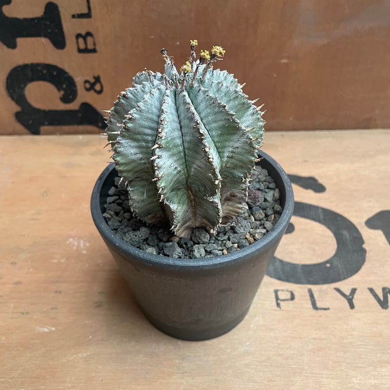 ユーフォルビア・ホリダ　Euphorbia horrida No.027 ユーフォルビア ホリダ / Euphorbia Horrida | NoBird