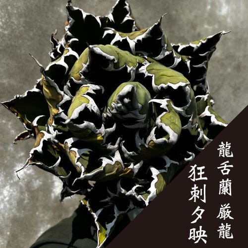【現物】アガベ チタノタ オテロイ 狂刺 夕映 大株 良血統 子株付き fit=scale-down,w=1200