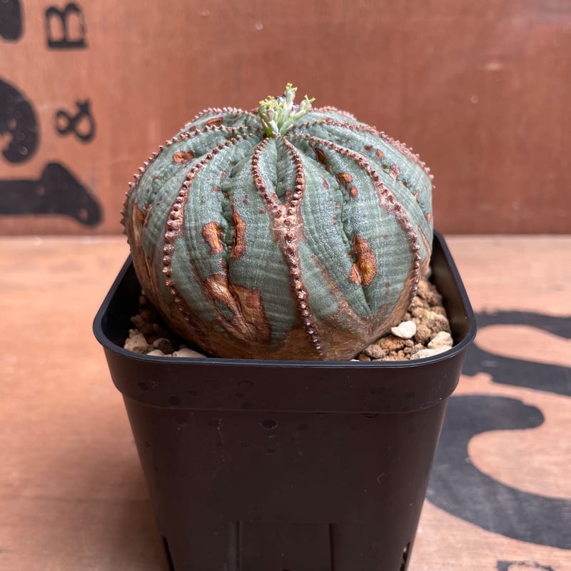 No.044 ユーフォルビア オベサ / Euphorbia Obesa 木質化 Φ6.5 x