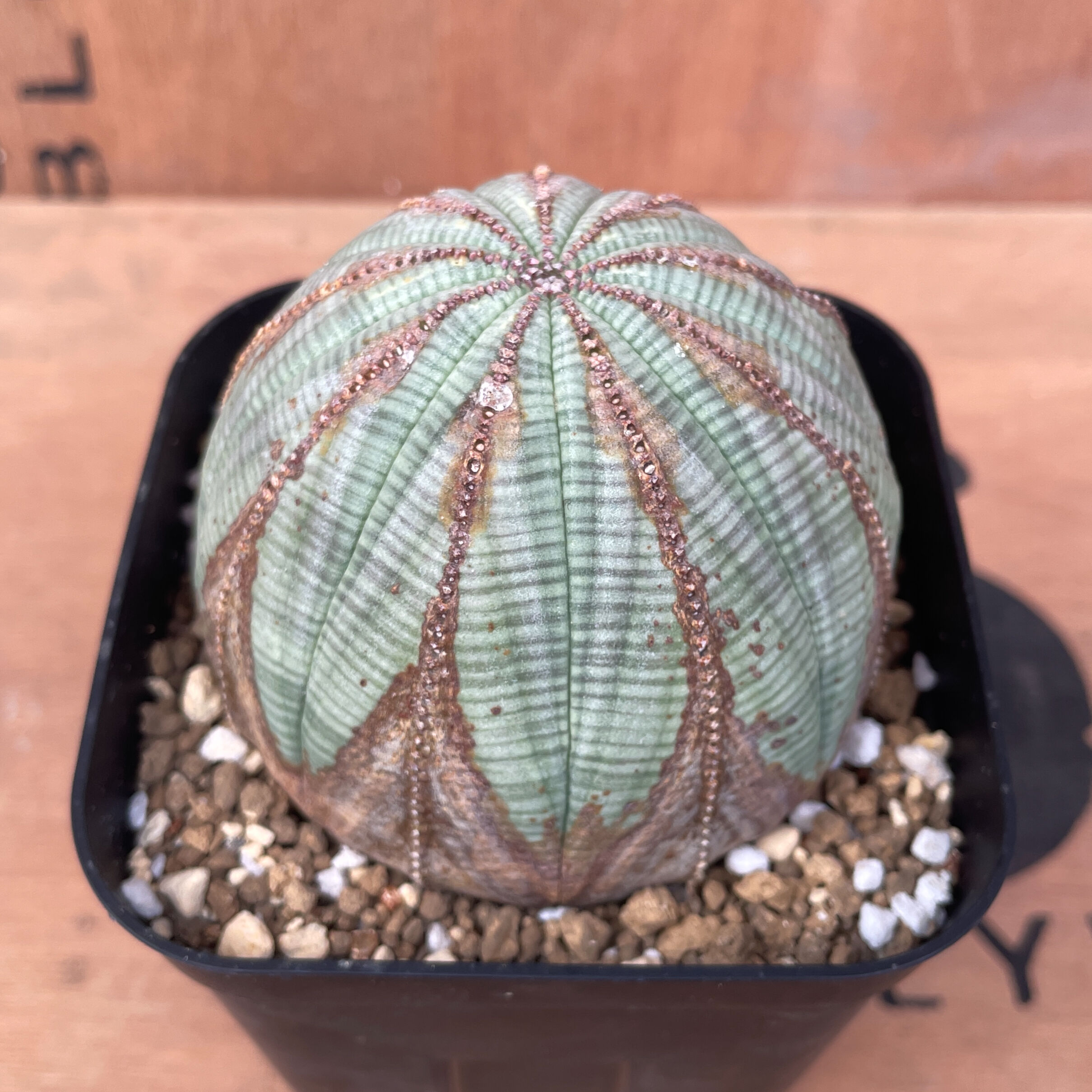 No.016 ユーフォルビア オベサ / Euphorbia Obesa 木質化 美形 美白