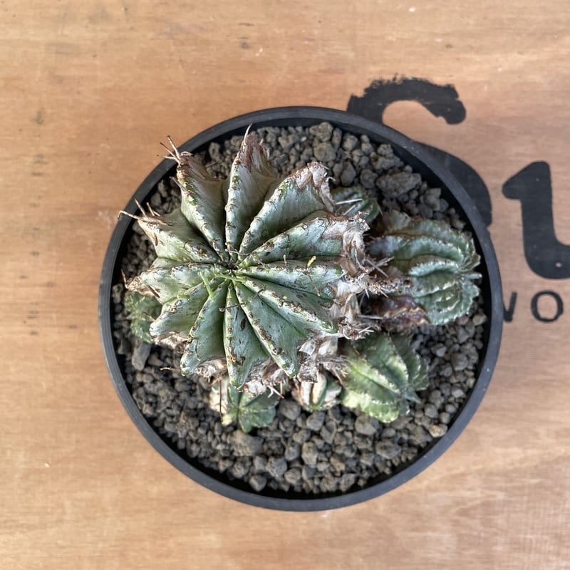 No.023 ユーフォルビア ホリダ / Euphorbia Horrida 木質化 群生 No.023 ユーフォルビア ホリダ / Euphorbia Horrida 木質化 群生