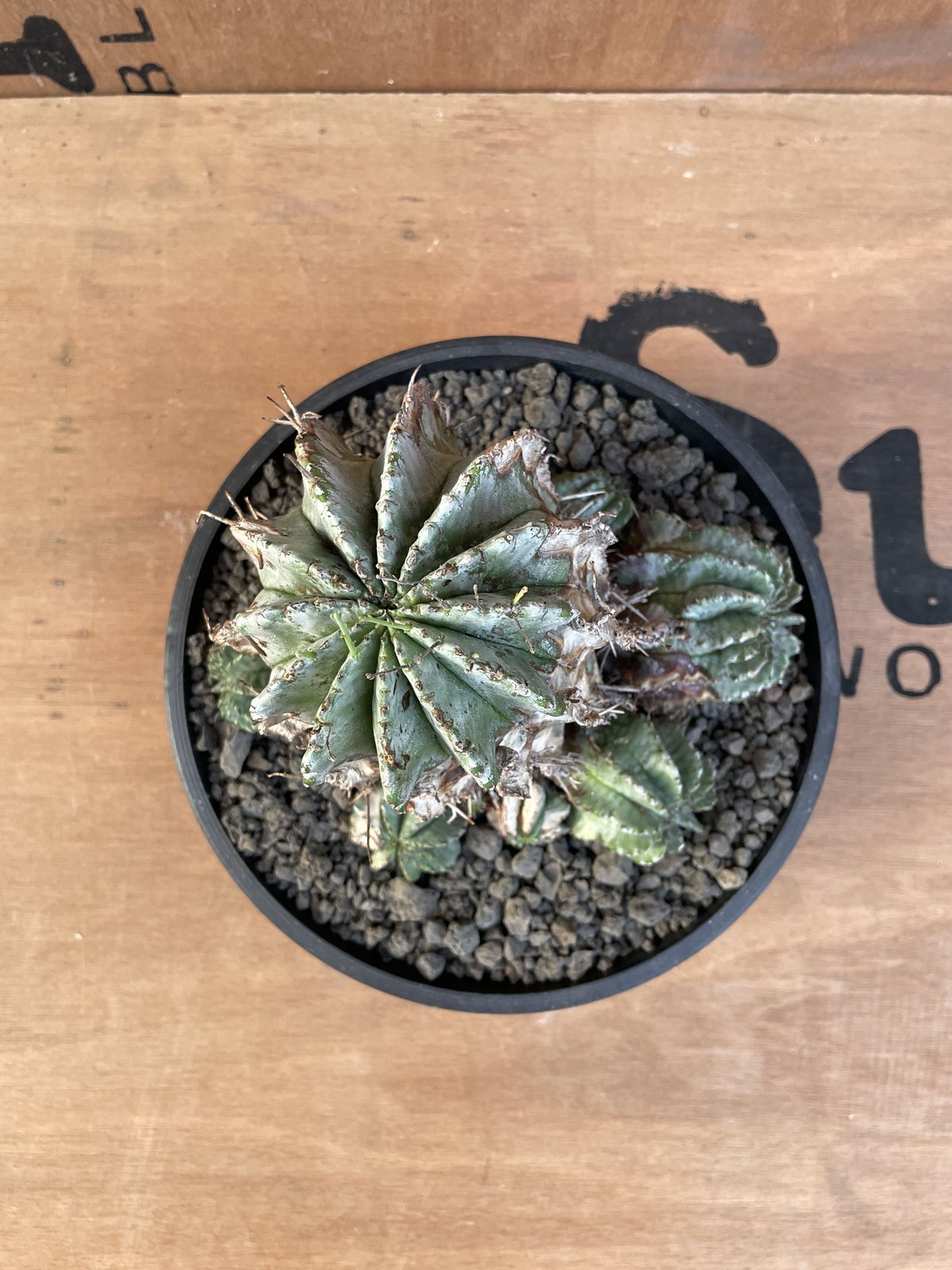 ユーフォルビア プルビナータ 大群生 木質化 No.023 ユーフォルビア ホリダ / Euphorbia Horrida 木質化 群生