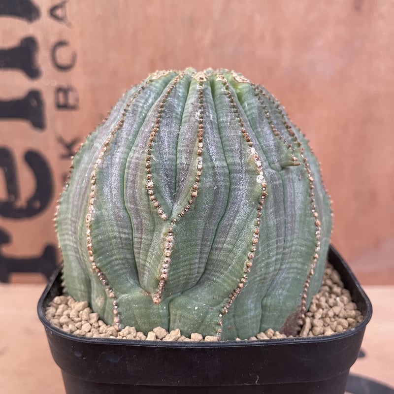 No.019 ユーフォルビア オベサ / Euphorbia Obesa 大株 13稜 Φ9 No.019 ユーフォルビア オベサ / Euphorbia Obesa 大株 13稜 Φ9