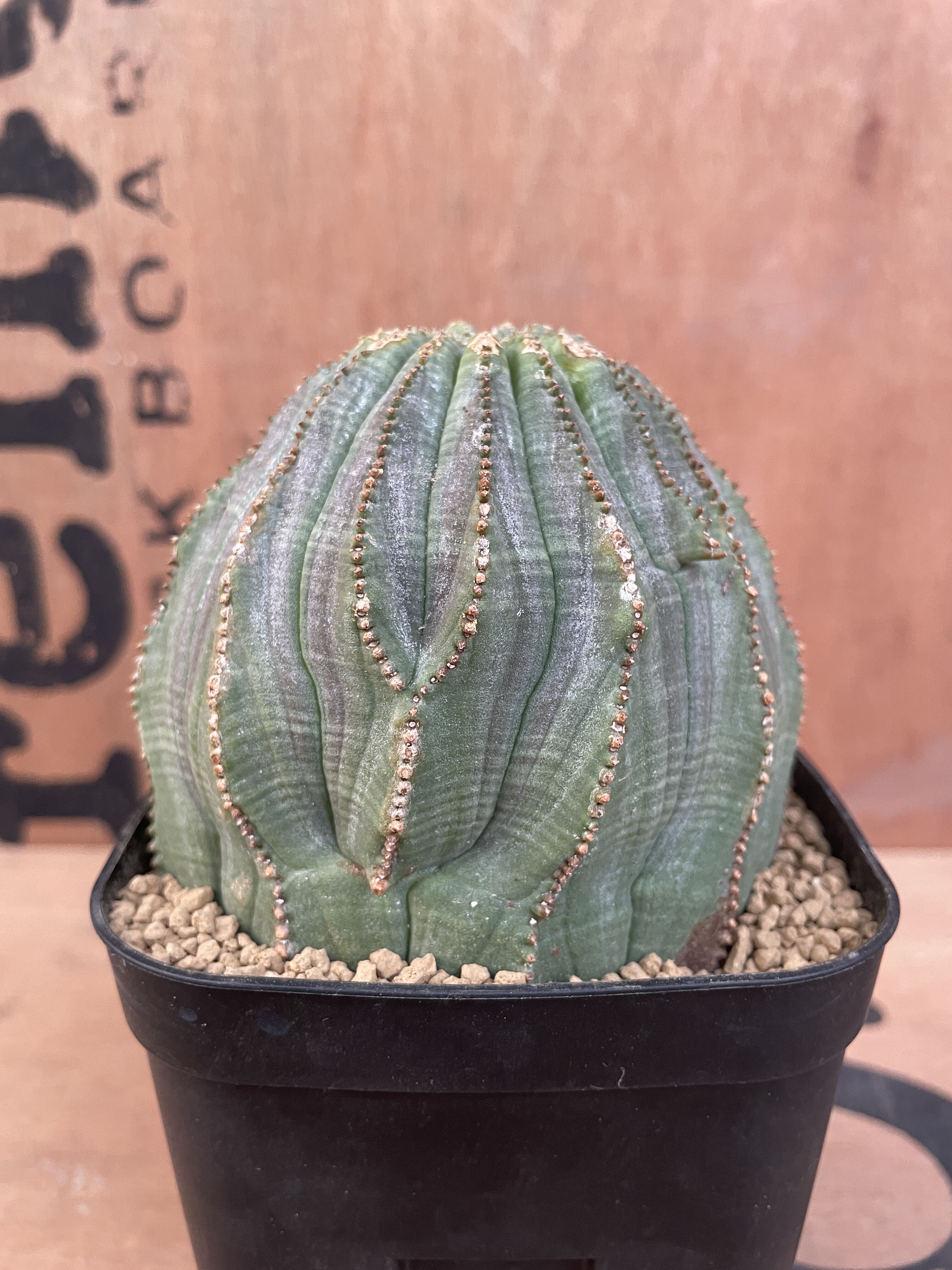 No.019 ユーフォルビア オベサ / Euphorbia Obesa 大株 13稜 Φ9