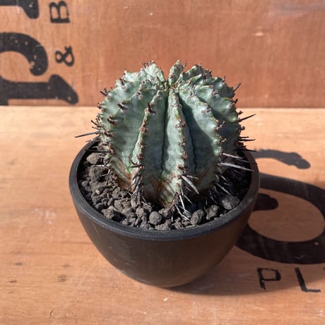 No.019 ユーフォルビア ホリダ / Euphorbia Horrida "白衣ホリダ"  ゲンコツ 発根済み