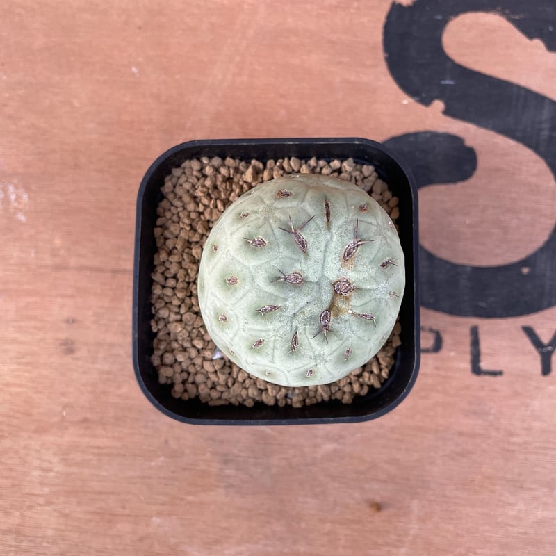 No.004 テフロカクタス ゲオメトリクス / Tephrocactus geometric