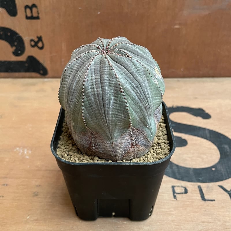 ユーフォルビア　オベサ No.030 ユーフォルビア オベサ / Euphorbia Obesa Φ7.5 x H7