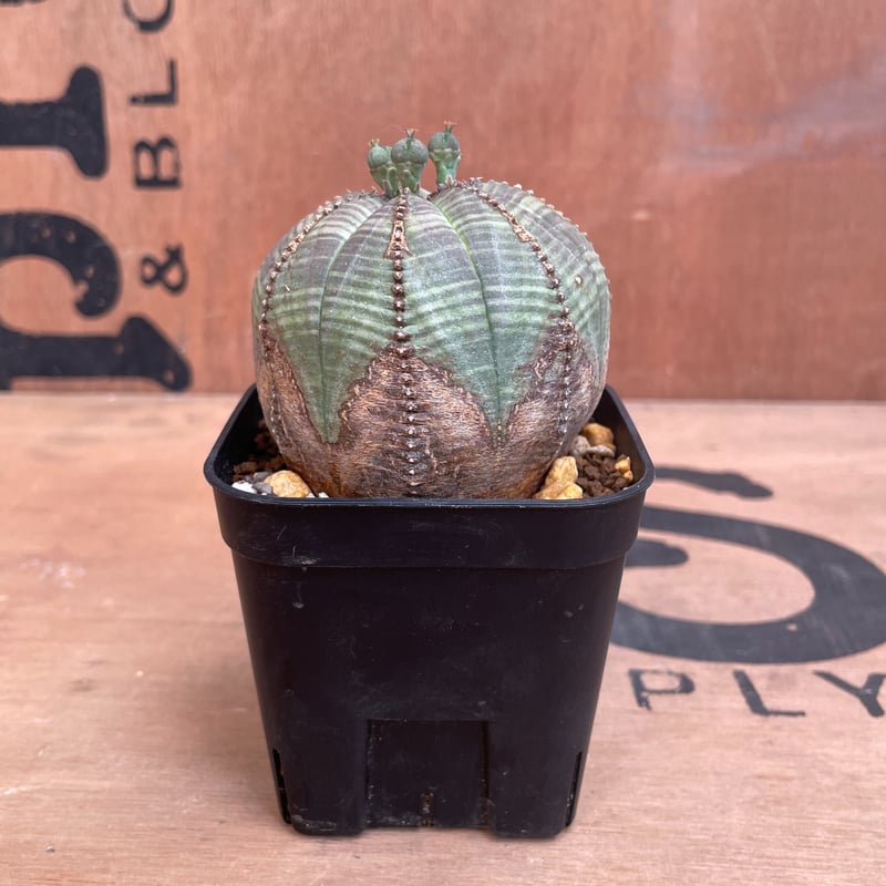 No.009 ユーフォルビア オベサ / Euphorbia Obesa 木質化 No.009 ユーフォルビア オベサ / Euphorbia Obesa 木質化