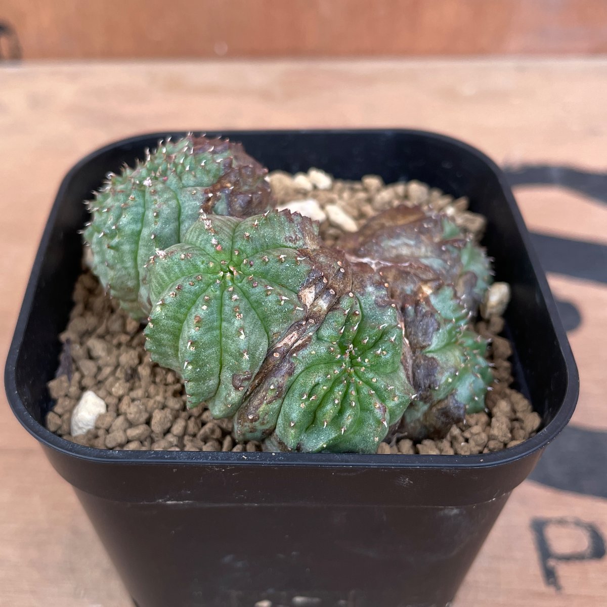 モンスト　ユーフォルビア　オベサ モンスト木質化】Euphorbia obesa ユーフォルビア オベサ
