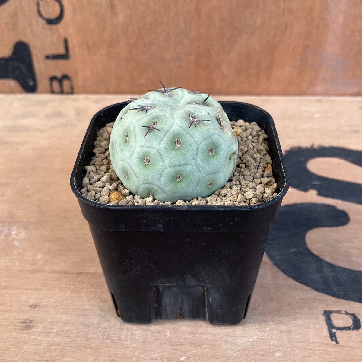 No.003 テフロカクタス ゲオメトリクス / Tephrocactus geometric