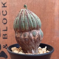 No.001 アガベ パラサナ ハイブリッド / Agave Parrasana Hybrid