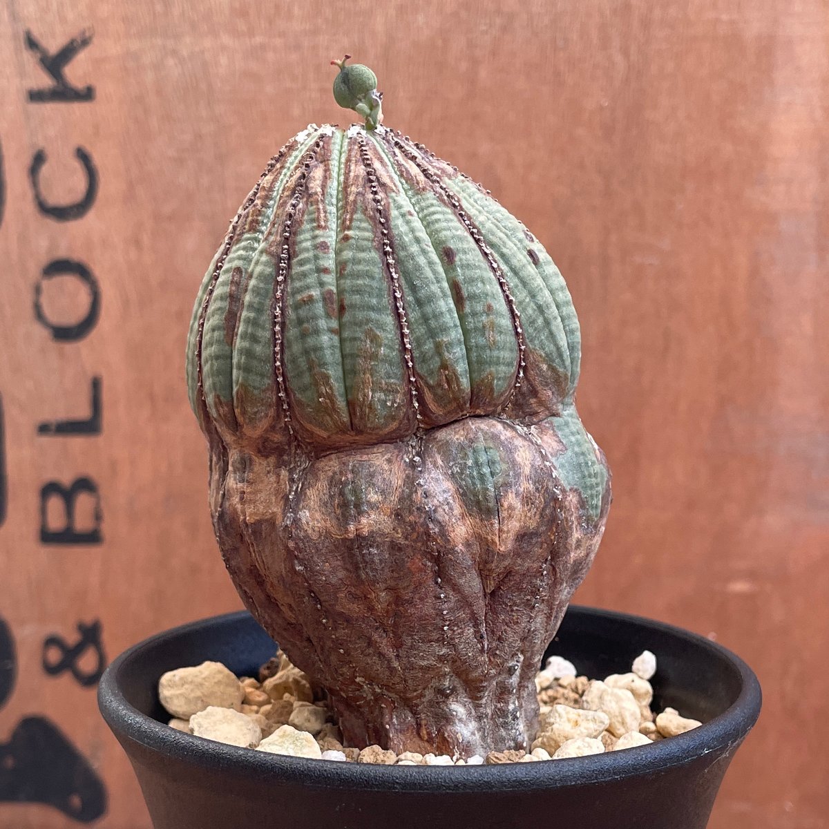 ユーフォルビア オベサ 木質化 オールド株 鉢付き No.052 ユーフォルビア オベサ / Euphorbia Obesa 木質化 変形