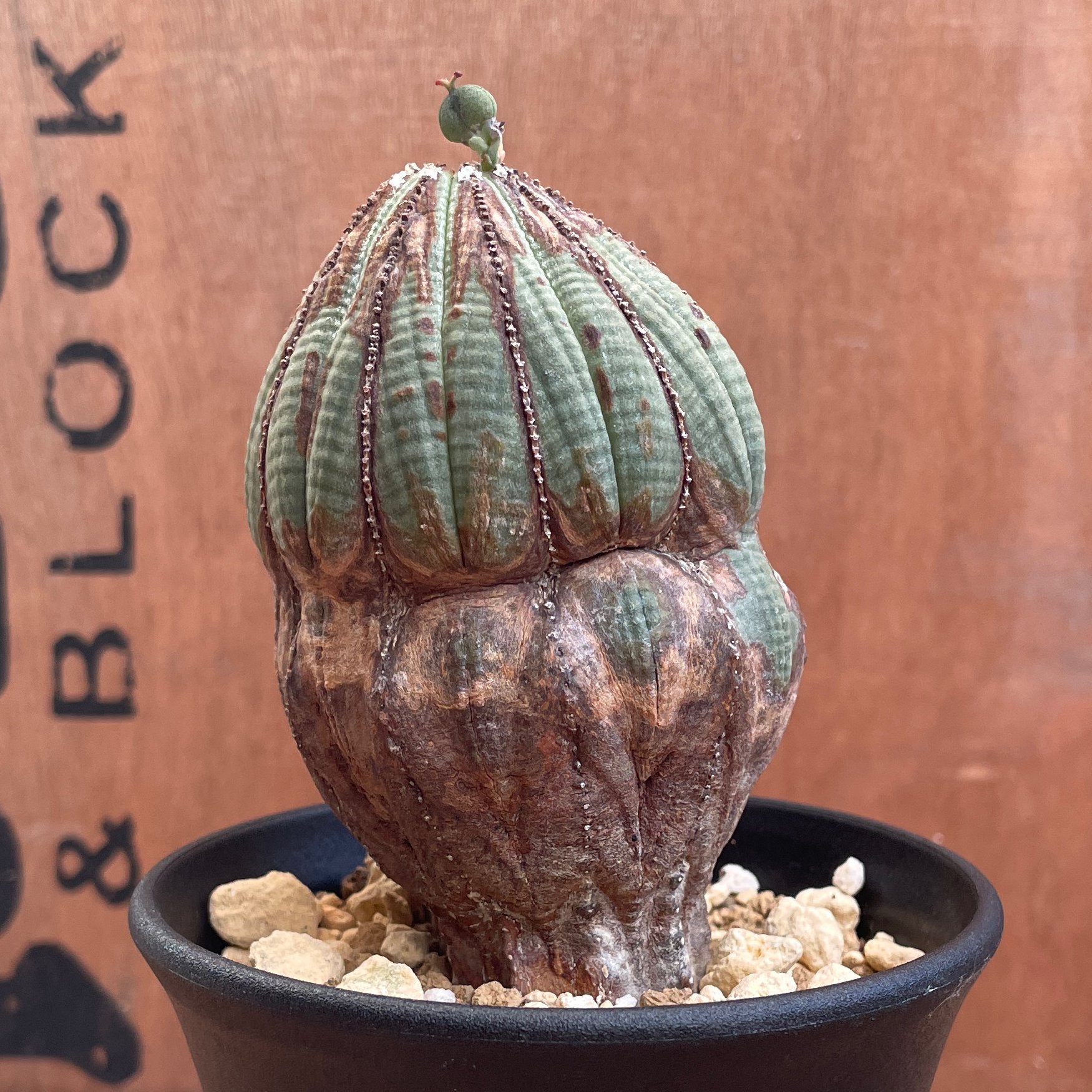 No.052 ユーフォルビア オベサ / Euphorbia Obesa 木質化 変形 Φ6.