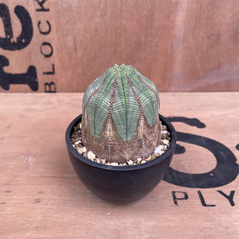 No.014 ユーフォルビア オベサ / Euphorbia Obesa 木質化 Φ7 x No.014 ユーフォルビア オベサ / Euphorbia Obesa 木質化 Φ7 x