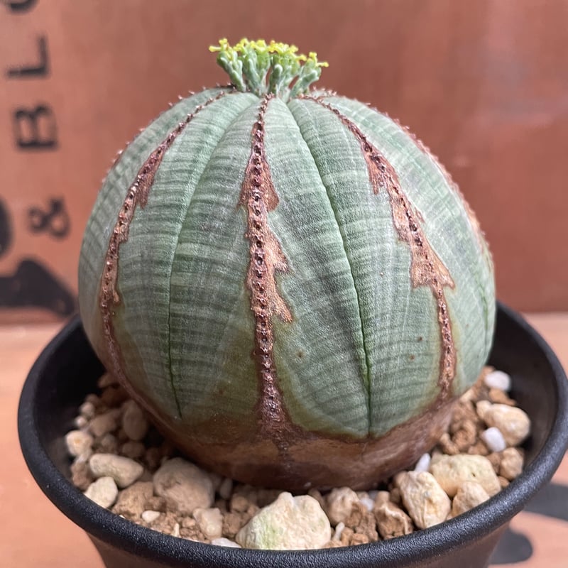 No.048 ユーフォルビア オベサ / Euphorbia Obesa Φ7.5 x 6.5