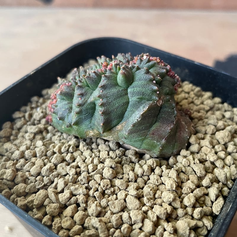 オベサ　綴化　モンスト　ユーフォルビア　ホリダ　バリダ ユーフォルビア・ホリダ・モンストローサ｜希少な突然変異のモンスター