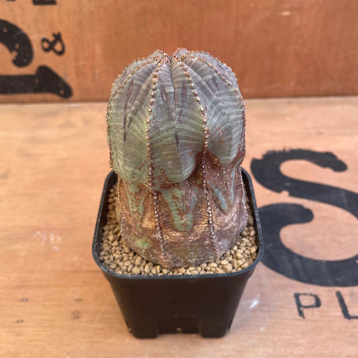 No.027 ユーフォルビア オベサ / Euphorbia Obesa 木質化 Φ6 x H