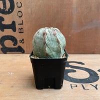 No.019 ユーフォルビア オベサ / Euphorbia Obesa 大株 13稜 Φ9