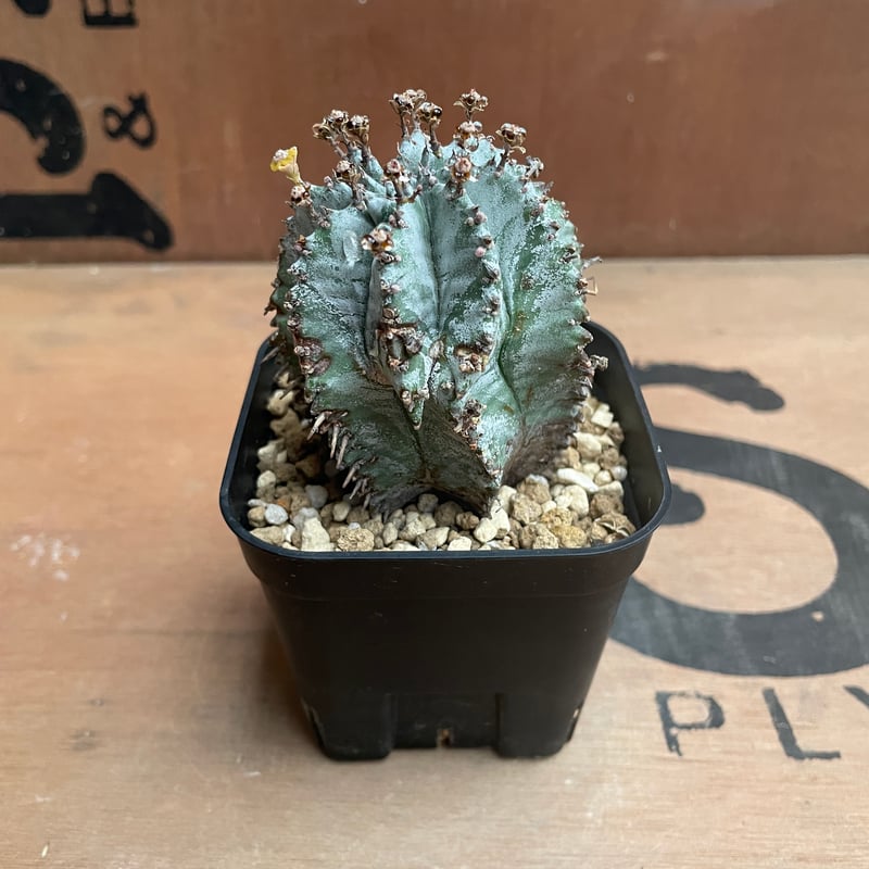 No.012 ユーフォルビア ホリダ / Euphorbia Horrida 