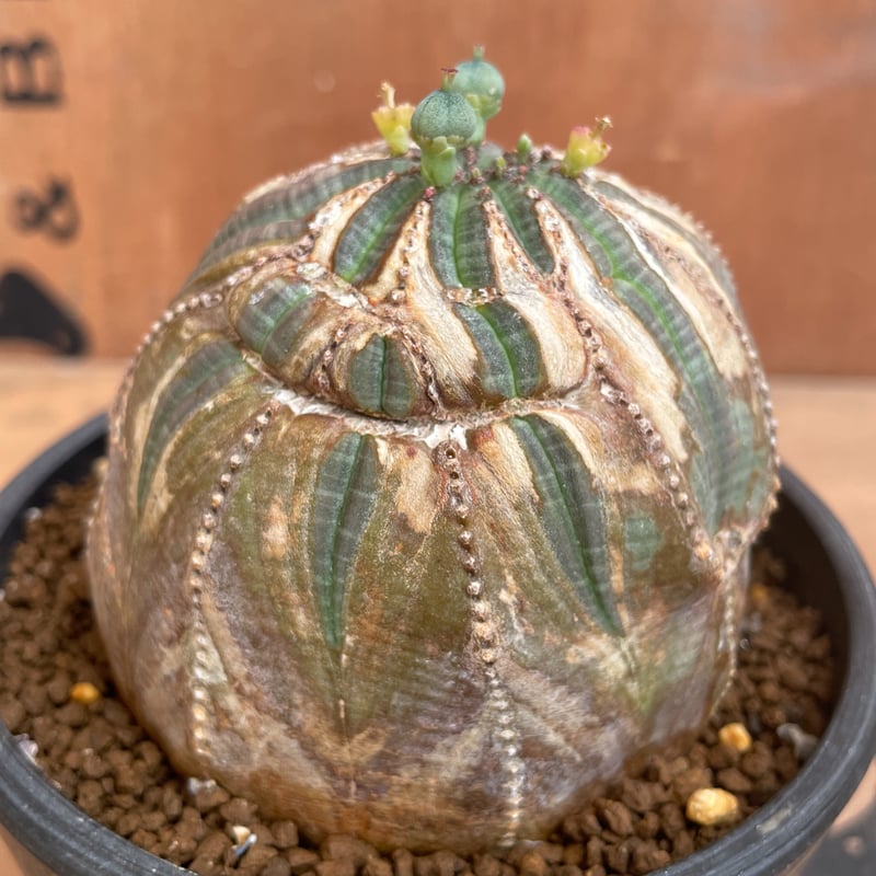 No.038 ユーフォルビア オベサ / Euphorbia Obesa 木質化 傷あり No.038 ユーフォルビア オベサ / Euphorbia Obesa 木質化 傷あり