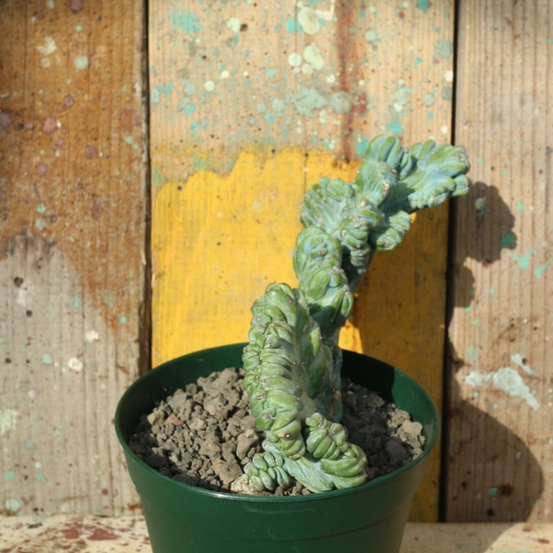 No.002 竜神木綴化 / Myrchillocactus W23 x H15cm | No