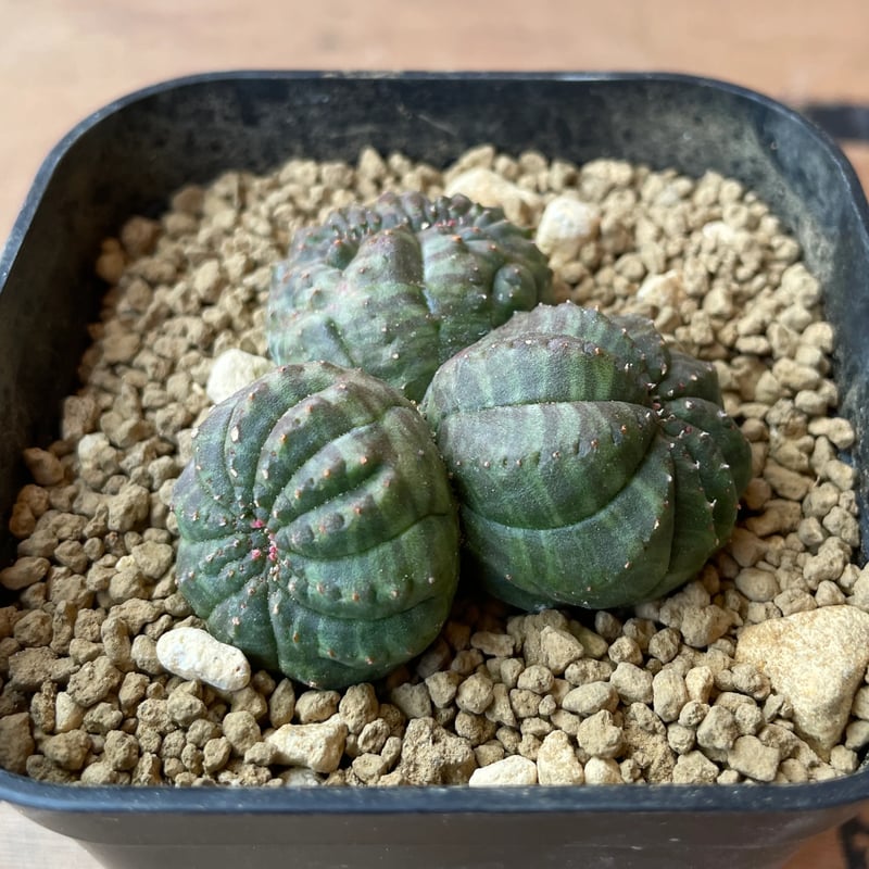 No.057 ユーフォルビア オベサ / Euphorbia Obesa 分頭モンスト 綴化