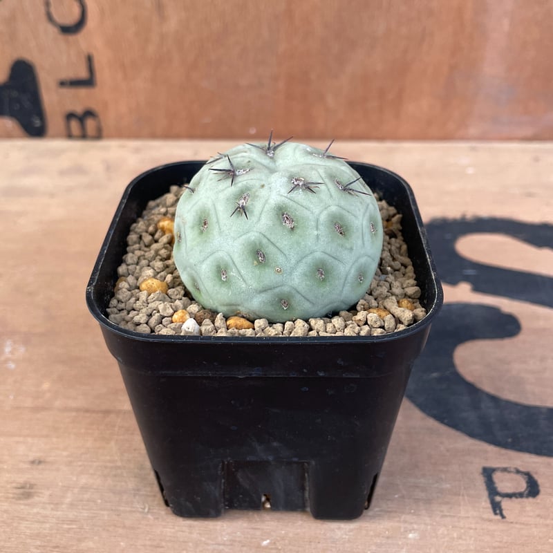 No.003 テフロカクタス ゲオメトリクス / Tephrocactus geometric