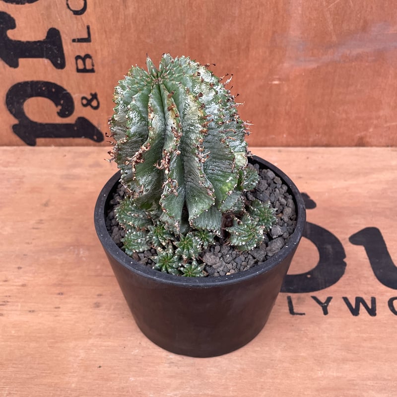 No.025 ユーフォルビア ホリダ / Euphorbia Horrida 群生株 Φ12