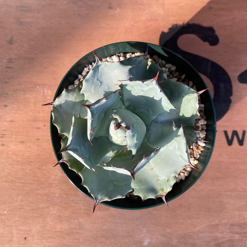 アガベ　雷神　Agave potatorum アガベ 八荒雷神 / Agave potatorum × macroacantha #1 |