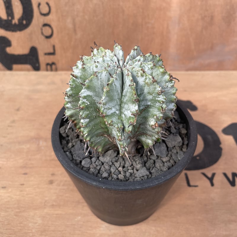 【週末セール】 ホリダ 特白　白衣 群生 ユーフォルビア　サボテン　アガベ 18cmPOT】Euphorbia horrida ユーフォルビアホリダ 群生 白衣