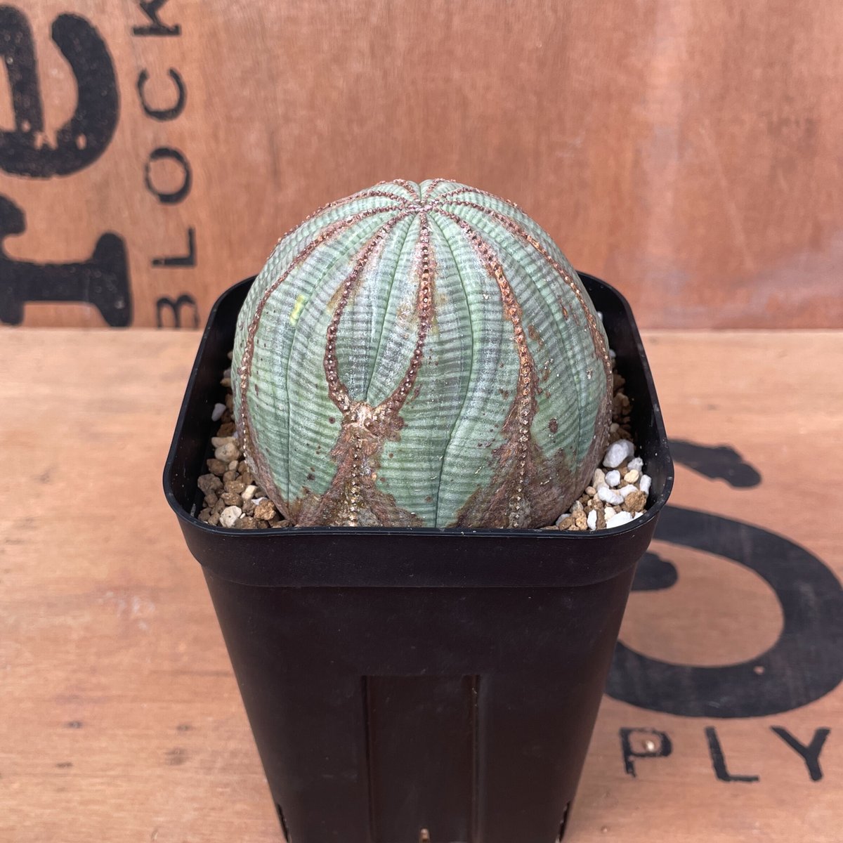 選抜株 木質 希少 ユーフォルビア オベサ Euphorbia obesa 美形 選抜株 木質 希少 ユーフォルビア オベサ Euphorbia obesa 美形