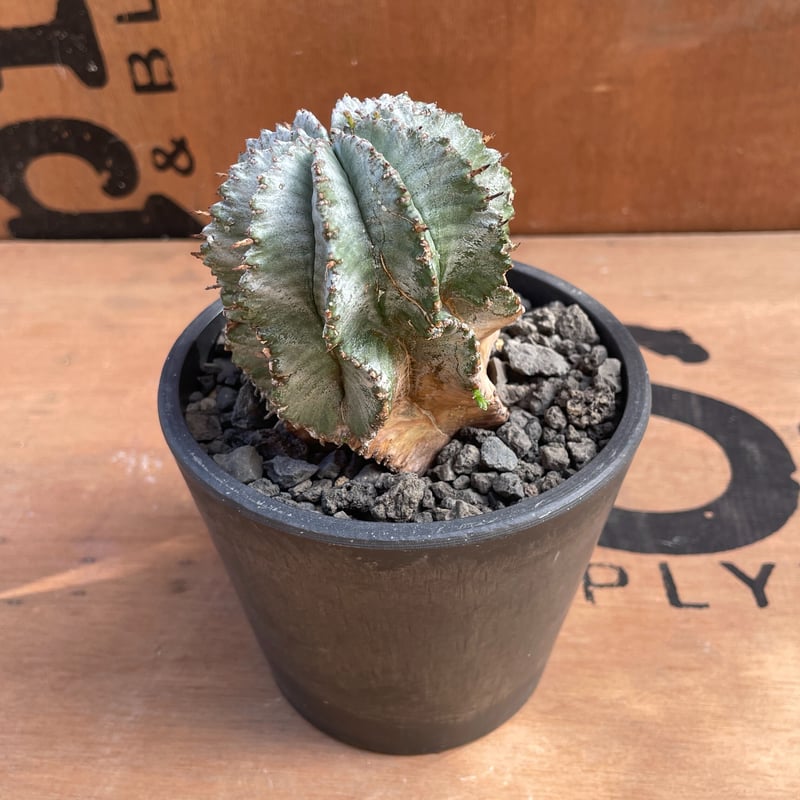鉢付き★子株あり★euphorbia horrida ユーフォルビア 白衣ホリダ