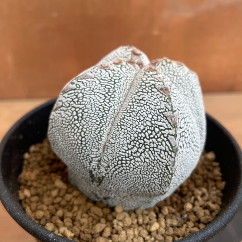 No.002 アストロフィツム ミリオスティグマ”恩塚鸞鳳玉