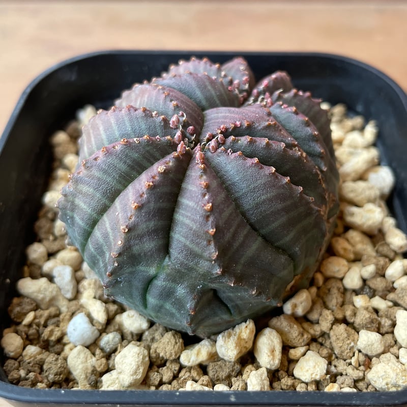 No.060 ユーフォルビア オベサ / Euphorbia Obesa モンスト 綴化 5