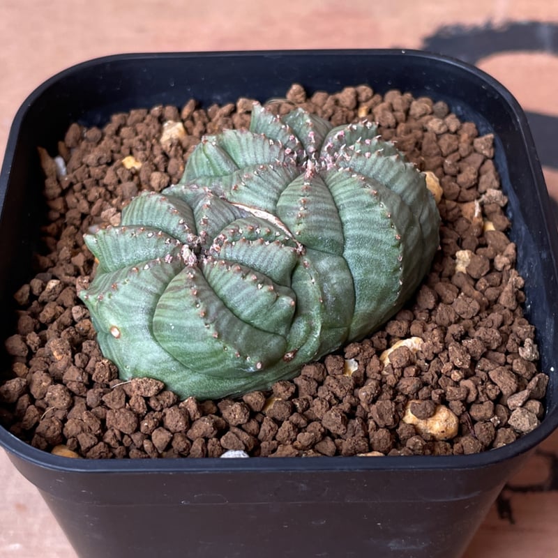 No.067 ユーフォルビア オベサ / Euphorbia Obesa モンスト 綴化 5.