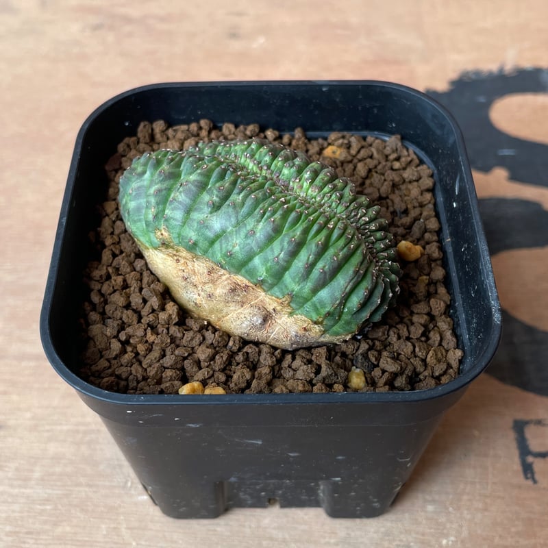 No.066 ユーフォルビア オベサ / Euphorbia Obesa モンスト 綴化 6