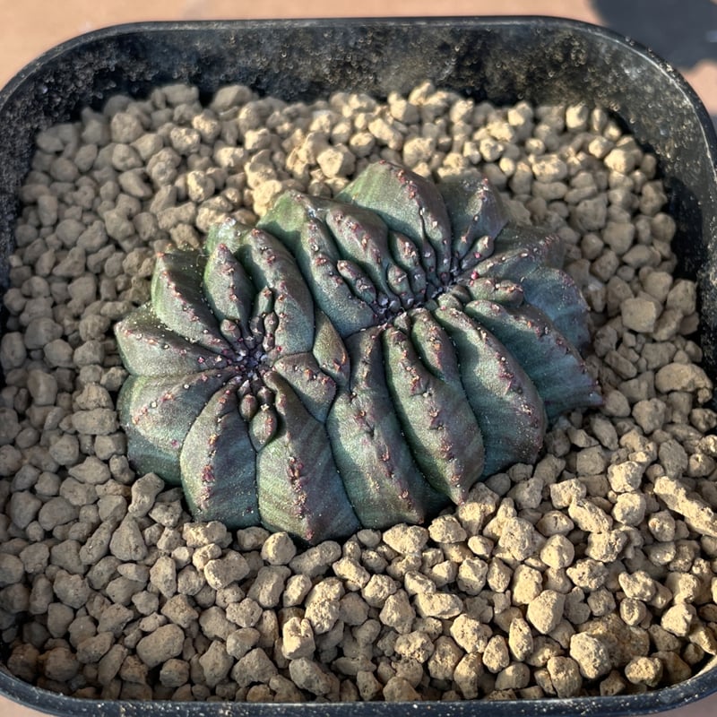 No.055 ユーフォルビア オベサ / Euphorbia Obesa モンスト 綴化 5